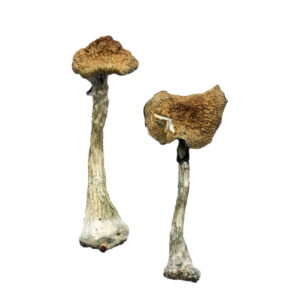 A-Magic-Mushrooms